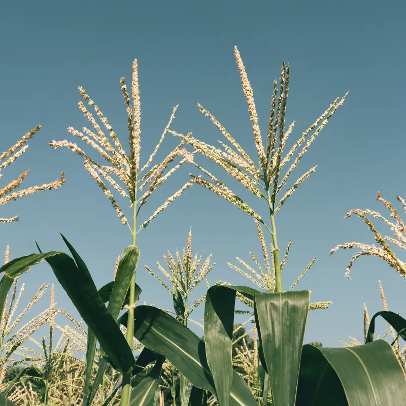 Gene editing for climate-resilient corn